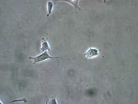 how to isolate mouse embryonic fibroblasts