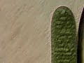 Tiny bacteria around Cyanobacteria 1000x Tiny bacteria around Cyanobacteria 1000x