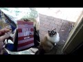 Ragdoll Cats and the Power of a Whole Life Pet Treat Stand Up Bag - ねこ - ラグドール - Floppycats