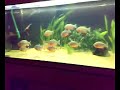 feeding my piranhas 2 feeding my piranhas 2