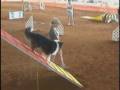 Oops - More Agility Bloopers