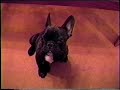 Tibério, mon bijou Tibério, mon bijou
