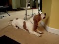 BASSET HOUND PUPPIES & PROUD PAPA BASSET HOUND PUPPIES & PROUD PAPA