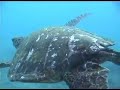 Maui Hawaii Snorkeling with many Green Turtles Maui Hawaii Snorkeling with many Green Turtles