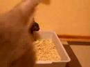Cornish rex kittens