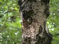 Grote Bonte Specht in Heeze