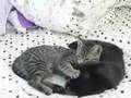 Daphne and Scrappy- Animal Coalition of Delaware County