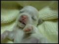maltese puppies of 7days old