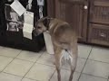 beer fetching pound mutt!
