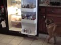 beer fetching pound mutt!