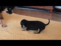 Stenatka civavy, chihuahua puppy, Blarad