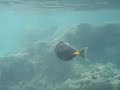 Convict Tangs & Unicorn Fish - Hanauma Bay(Oahu)