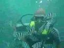 Yemi and the Zebra Fish