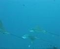 Vilamendhoo Sharks and Rays