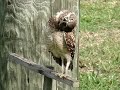 BURROWING OWL HEAD TILT AGAIN & AGAIN