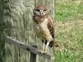 BURROWING OWL HEAD TILT AGAIN & AGAIN