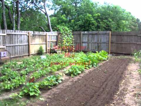 how to harvest black eyed beans