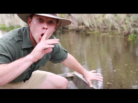 alligator - with Oliver Swampscott Starring: Jimmy Tatro https://twitter.com/JimmyTatro Written by: Jimmy Tatro and Christian A. Pierce Directed by: Christian A. Pierce ...