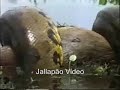 Uma das Maiores cobras do Mundo se Encontra no Pantanal Matogrossense, Capaz de Encolir Capivara, Jacarés, e outros animais inclindo Humanos!