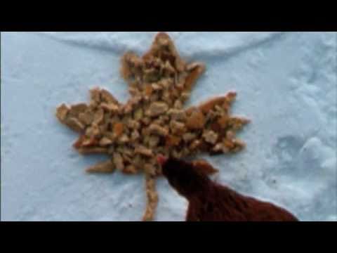 See video