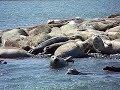 seals