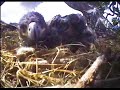 BALD EAGLE BABY BEING FED IN NEST
