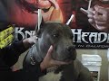 KNUCKLEHEADPITS PRESENTS A STEP BY STEP PROCESS ON HOW TO WRAP CROPPED EARS TO ACHIEVE A PERFECT STAND. FINAL STEP. THIS IS HOW YOU APPLY THE WRAPS