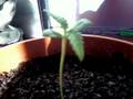 videos de primeros dias de la planta de marihuana.wmv