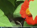 The Windows DreamScene Feature