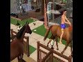 sim horse riding /// sims paardrijden