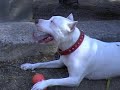 apbt esp bcn