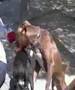 APBT-ESP BCN