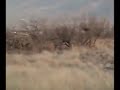 Cetreria Coahuila, Temporada 2007 - 2008