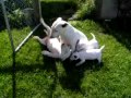 Bull Terrier Miniatura video