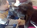 agressiver Kampfhund schnappt nach Kleinkind!