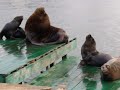 Zeehonden en Zeeleeuwen