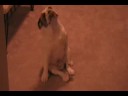 What the hell is my dog doing?