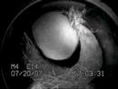 bai yun nesting in the birthing den at the sdz