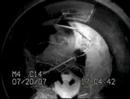 bai yun nesting in the birthing den at the sdz