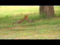 birdwatching in france - YouTube