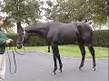 Pioneerof The Nile @ Vinery Stud 2009