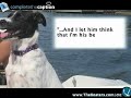 Funny Boating Video Dogs Edition Hilarious funny video of dogs and boats gone wild