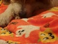 first video! our nes collection. there will be many more to come. my puppy dog relm is in the shot too! she makes a lot of noise,but she loves 'talking' while i'm talking. as for the collection - here is the list �� ice hockey �� wizards and warriors �� tiny toon adventures �� captain sky hawk �� super mario bros 3 �� megaman x 2 �� castlevania ii simon's quest �� castleania iii dracula's curse �� super mario bros,duck hunt,track �� monster party �� the little mermaid x 2. one mib �� super mario bros 2 �� wizards and warriors 2 iron sword �� crystalis �� zelda ii : adventures of link �� the legend of zelda �� dragon warrior �� joust �� legacy of the wizard �� alfred chicken �� final fantasy �� gauntlet �� metal gear �� megaman 3 �� pac-mania �� barbie mib