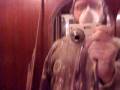 videos de Gips karton and Pipi 2