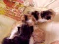 kitts