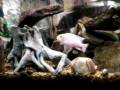 videos de Red Zebra and other cichlids in aquarium 12/2008