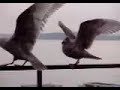 seattle Mean Birds