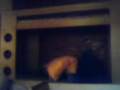 Kajlovec 2008-Smrad xD