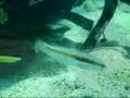 Naxos Diving.com  - Amazing rainbow wrasse