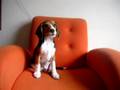geronimo ladrando en la silla